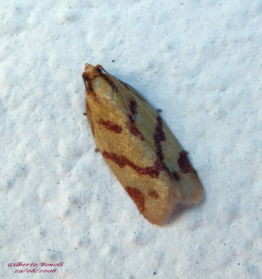 Tortricidae?